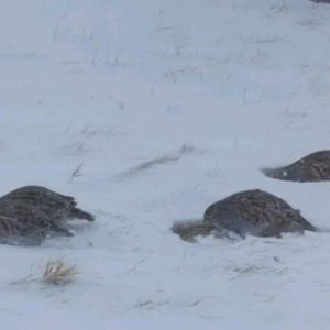 Meet your Posher, Vonda